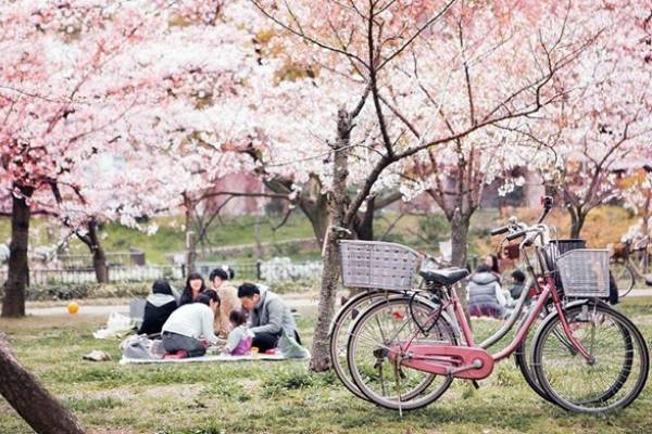 شکوفه‌های گیلاس در ژائن