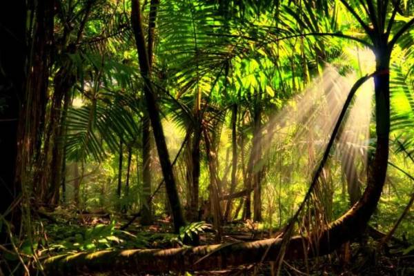 تابش نور خورشید در جنگل امازون