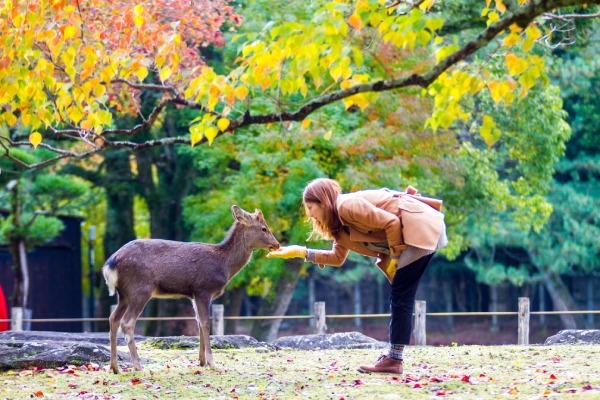 پارک نارا (Nara Park)