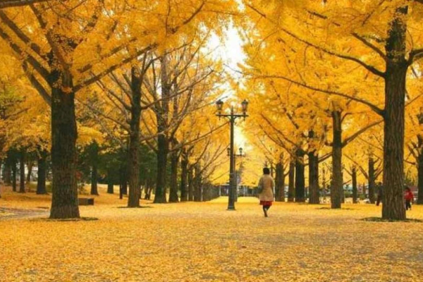 جاده بهار زرد ژاپن