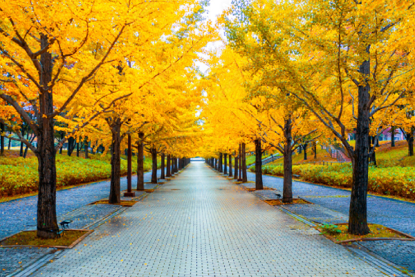 جاده بهار زرد ژاپن