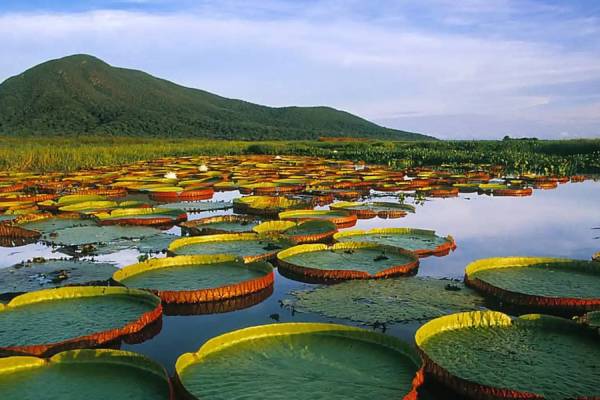 تالاب پانتانال برزیل